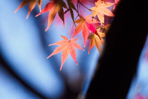 筥崎宮花庭園の紅葉の写真
