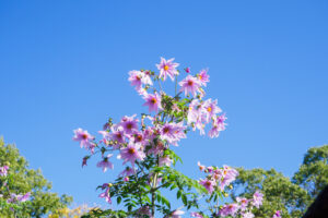 筥崎宮花庭園の季節の花の写真