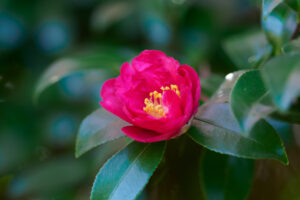 筥崎宮花庭園の季節の花の写真