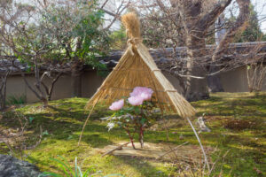 筥崎宮花庭筥崎宮花庭園の冬ぼたんの写真園の冬ぼたんの写真