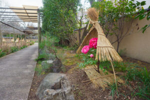 筥崎宮花庭園の冬ぼたんの写真