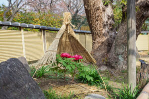 筥崎宮花庭園の冬ぼたんの写真