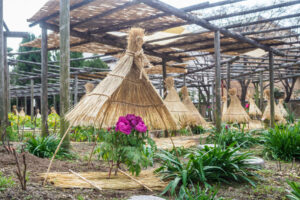 筥崎宮花庭園の冬ぼたんの写真