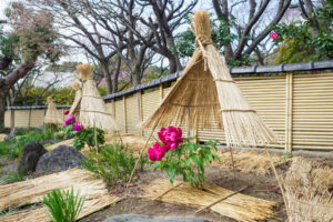 筥崎宮花庭園の冬ぼたんの写真