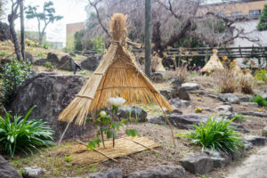 筥崎宮花庭園の冬ぼたんの写真