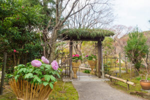 筥崎宮花庭園の冬ぼたんの写真