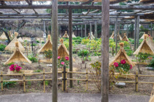 筥崎宮花庭園の冬ぼたんの写真