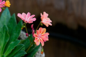 筥崎宮花庭園の季節の花の写真
