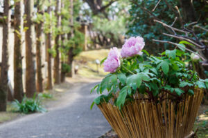 筥崎宮花庭園の冬ぼたんの写真