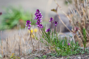 筥崎宮花庭園の季節の花の写真