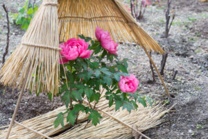 筥崎宮花庭園の冬ぼたんの写真