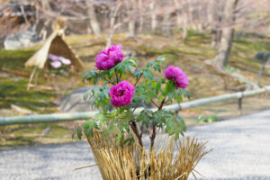 筥崎宮花庭園の冬ぼたんの写真