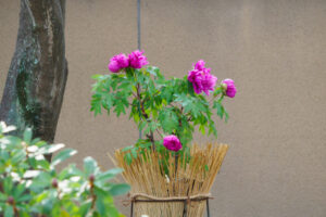 筥崎宮花庭園の冬ぼたんの写真