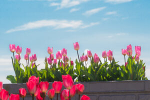 海の中道海浜公園のアイスチューリップの写真