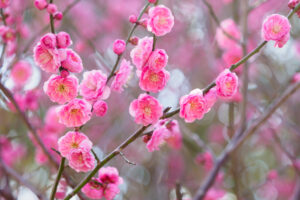 海の中道海浜公園の梅の写真