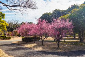 海の中道海浜公園の梅の写真