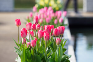 海の中道海浜公園のアイスチューリップの写真