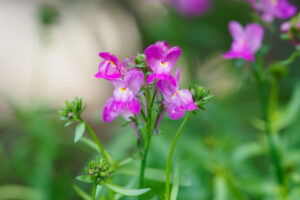 中道海浜公園の季節の花
