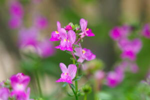 中道海浜公園の季節の花