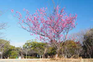 海の中道海浜公園の梅の写真