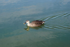 海の中道海浜公園の園内の写真