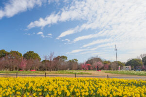 海の中道海浜公園の梅の写真