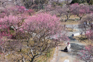 舞鶴公園の梅の写真