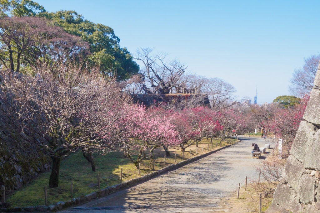 舞鶴公園の梅の写真