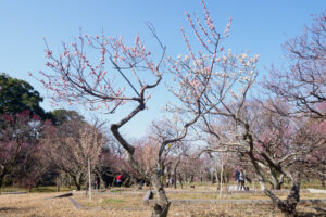 舞鶴公園の梅の写真