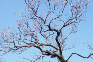 舞鶴公園の梅の写真