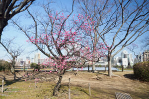 舞鶴公園の梅の写真
