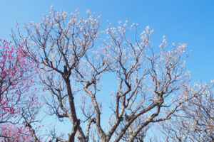 舞鶴公園の梅の写真