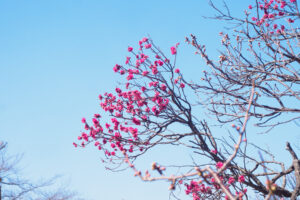 舞鶴公園の梅の写真