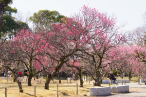 舞鶴公園の梅の写真
