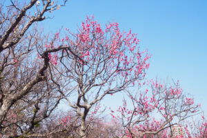 舞鶴公園の梅の写真