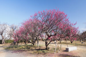 舞鶴公園の梅の写真