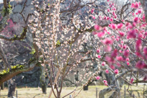 舞鶴公園の梅の写真