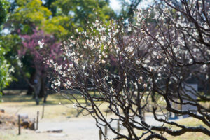 舞鶴公園の梅の写真