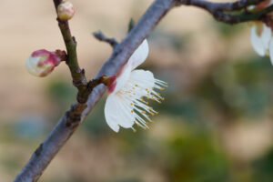 舞鶴公園の梅の写真