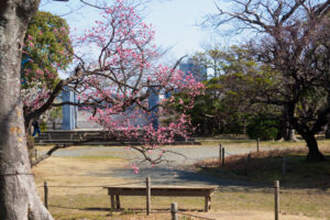 舞鶴公園の梅の写真