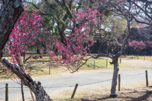 舞鶴公園の梅の写真