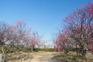 舞鶴公園の梅の写真