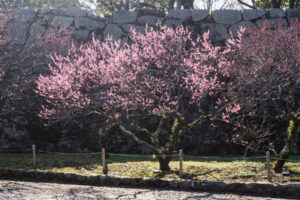 舞鶴公園の梅の写真