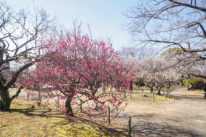 舞鶴公園の梅の写真