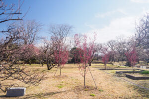 舞鶴公園の梅の写真