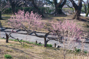 舞鶴公園の梅の写真