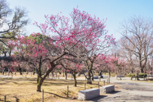 舞鶴公園の梅の写真