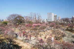 舞鶴公園の梅の写真
