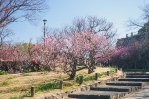 舞鶴公園の梅の写真