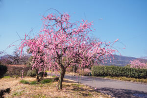 花畑園芸公園の梅の写真